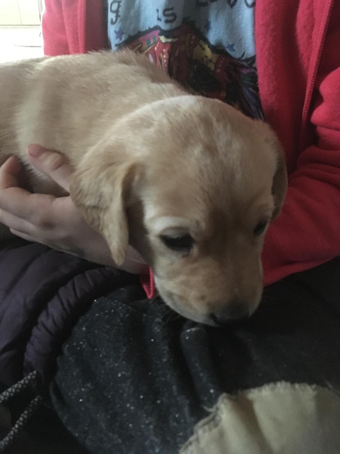 Labrador retriever Lupa billede 3