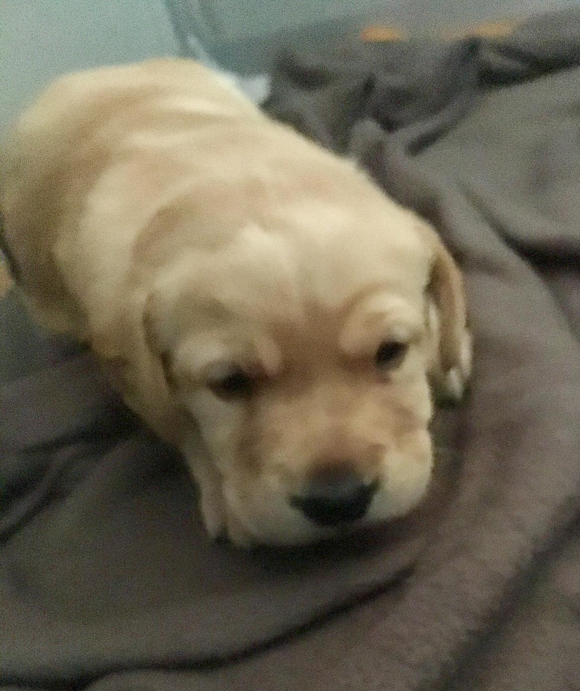 Labrador retriever Lupa billede 4