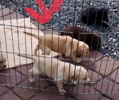 Labrador retriever Lupa billede 5