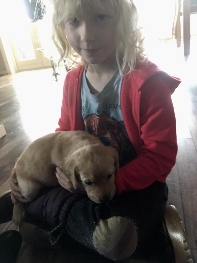 Labrador retriever Lupa billede 6