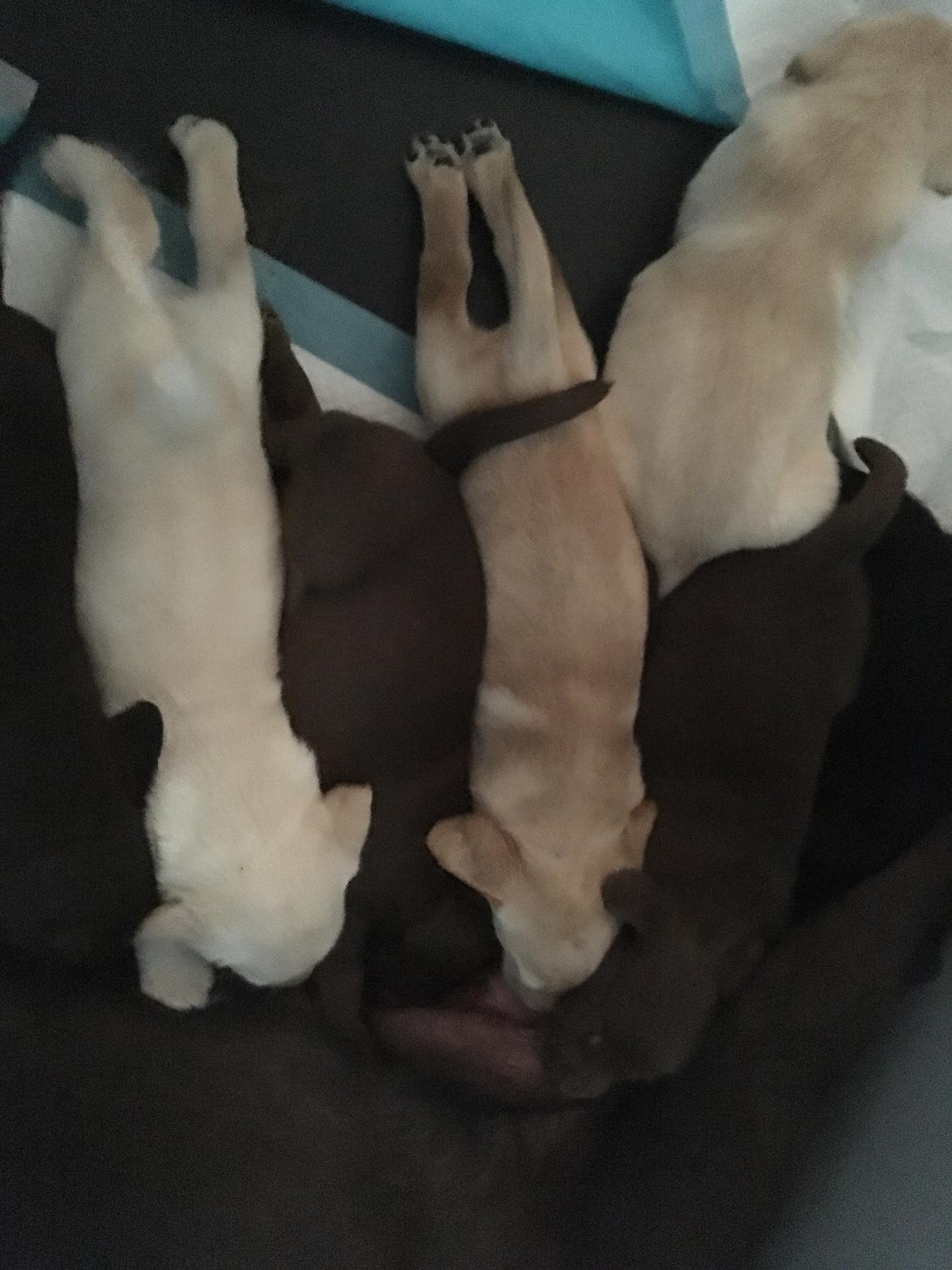 Labrador retriever Lupa billede 7