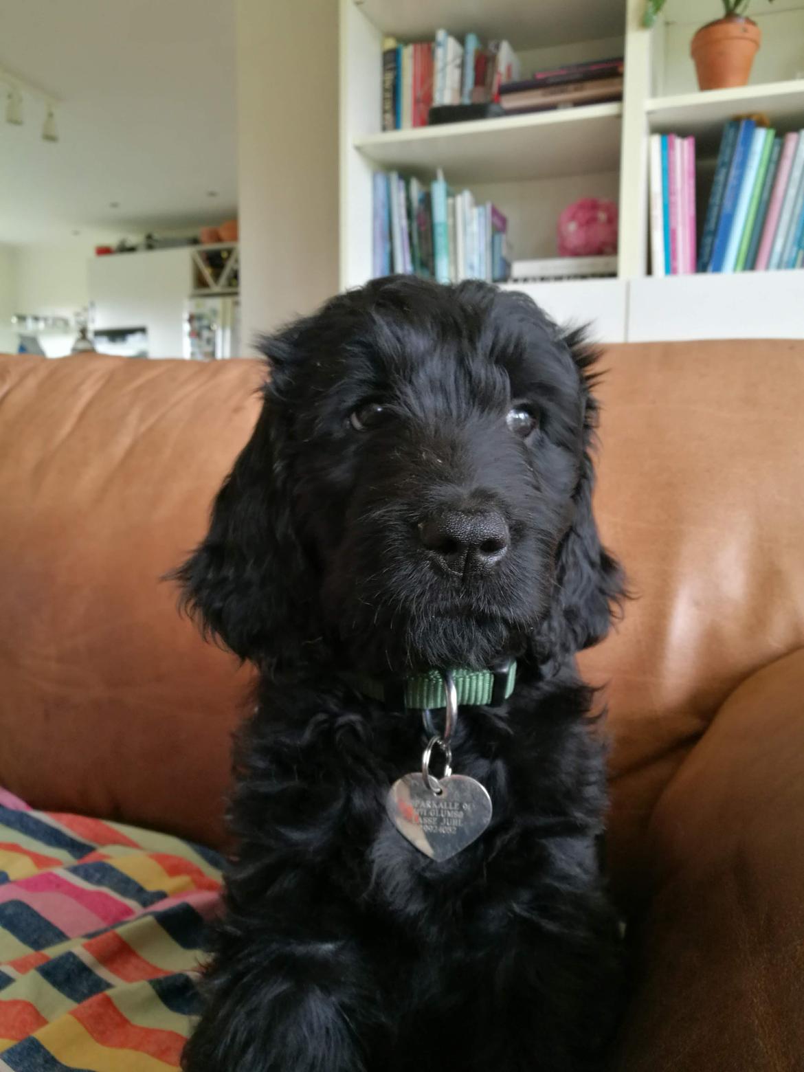 Blanding af racer Bianca billede 1