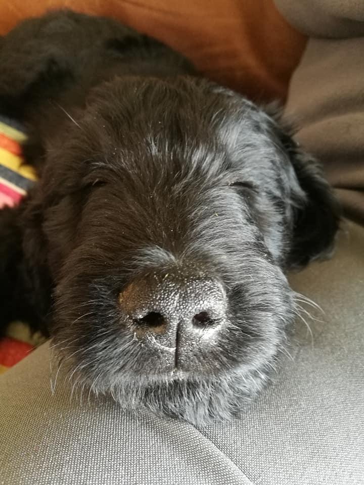 Blanding af racer Bianca billede 2