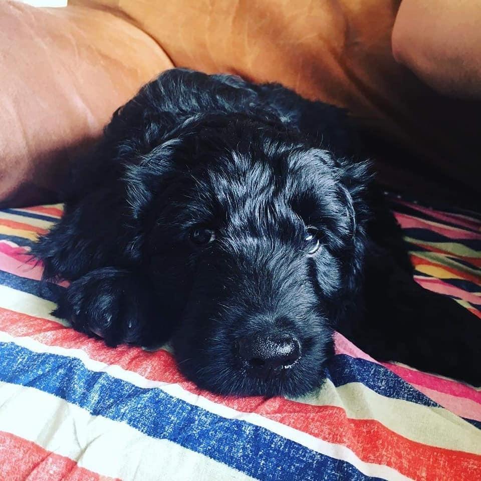 Blanding af racer Bianca billede 4