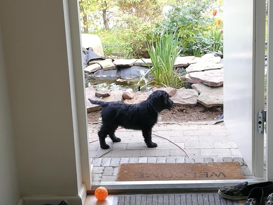 Blanding af racer Bianca billede 5