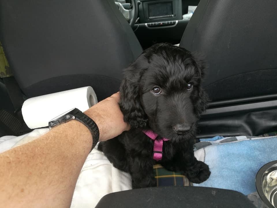 Blanding af racer Bianca billede 6