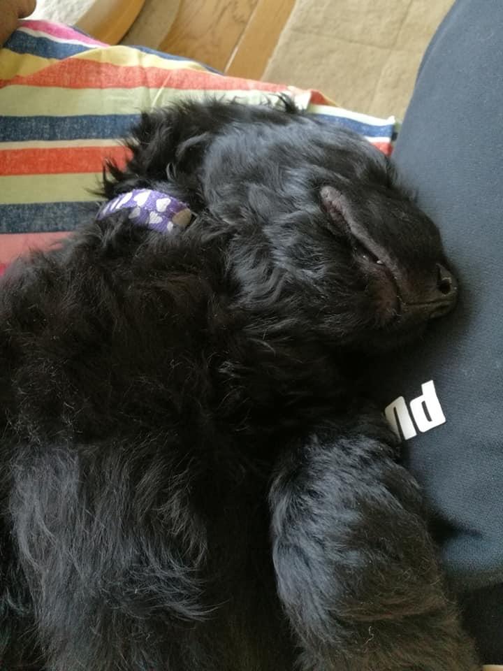 Blanding af racer Bianca billede 3