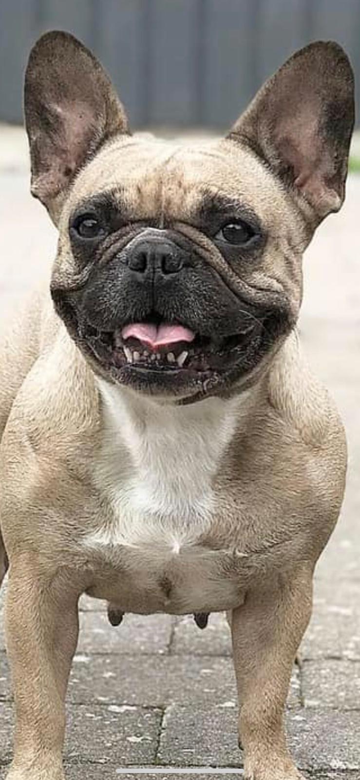 Fransk bulldog Adelé billede 1