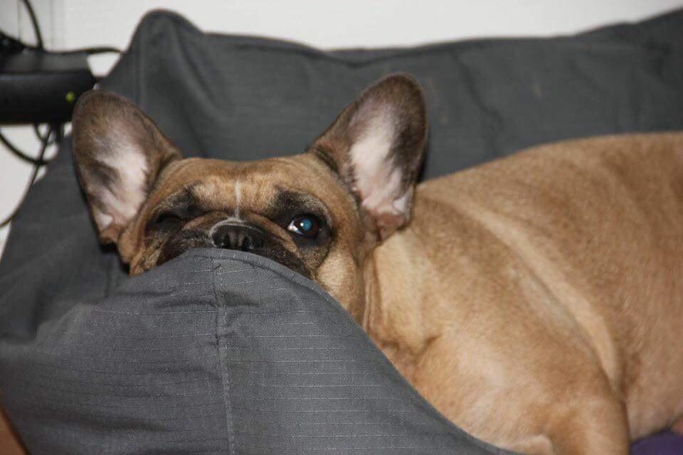 Fransk bulldog Adelé billede 3