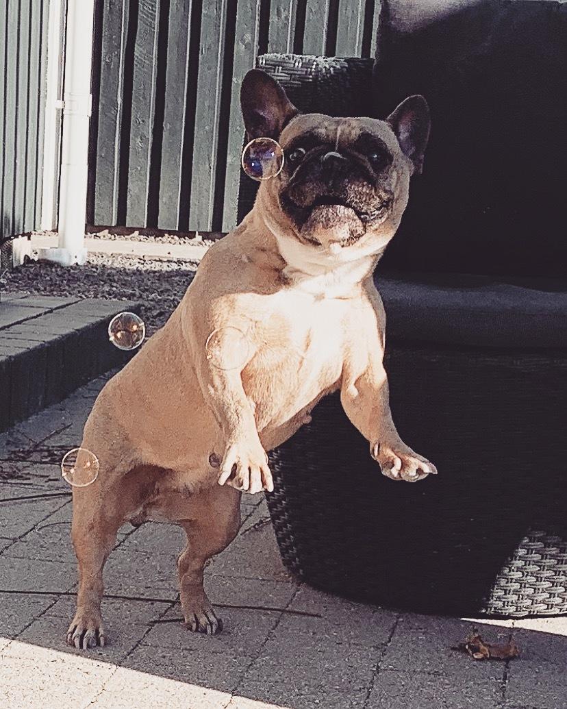 Fransk bulldog Adelé billede 4