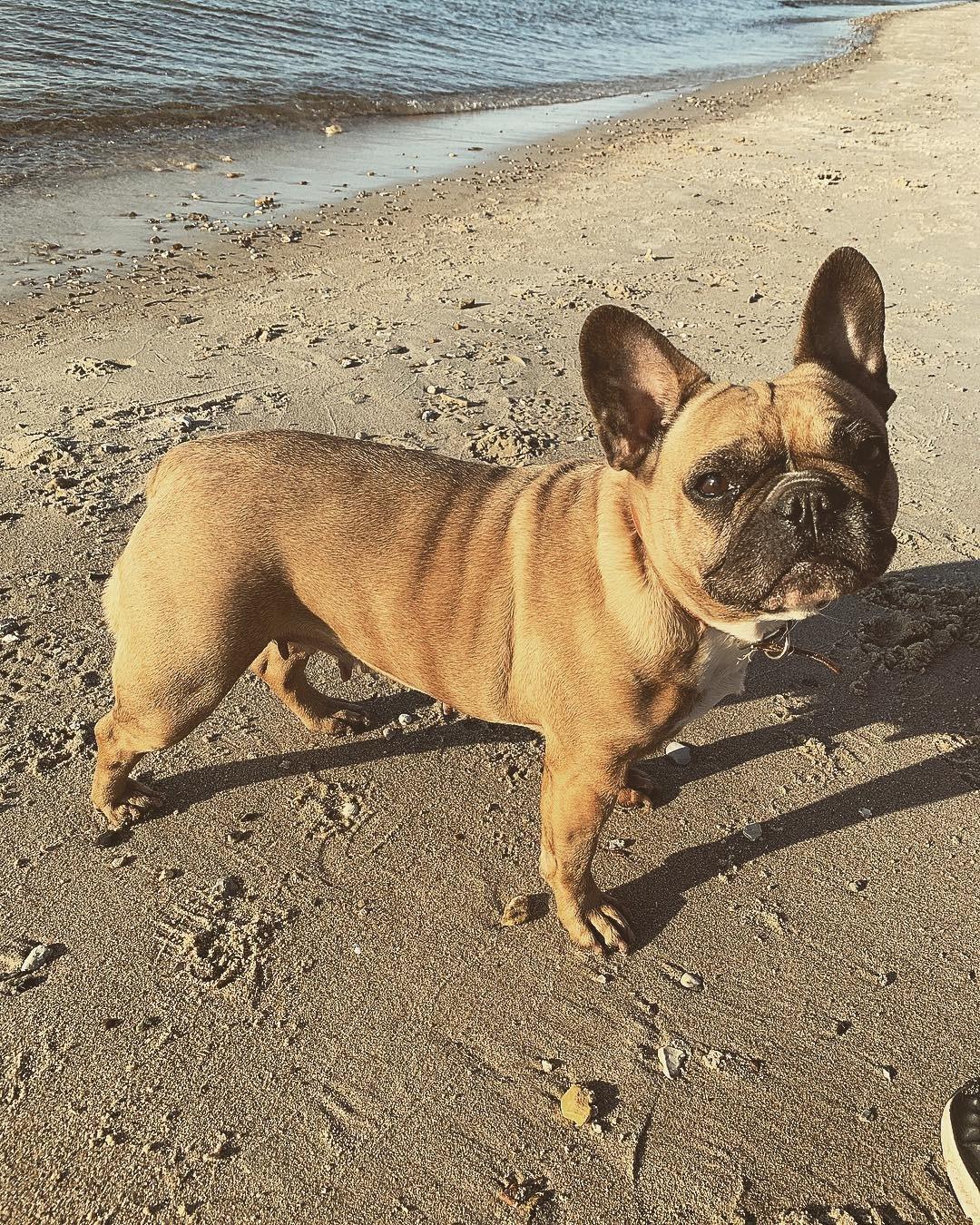 Fransk bulldog Adelé billede 2