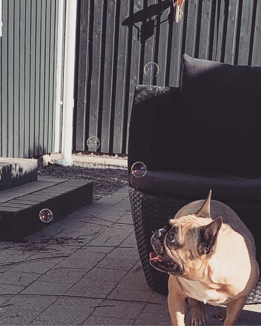 Fransk bulldog Adelé billede 5