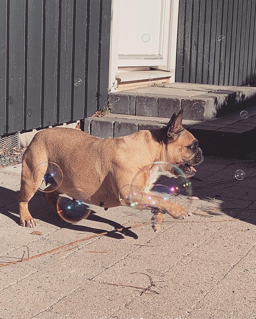 Fransk bulldog Adelé billede 6