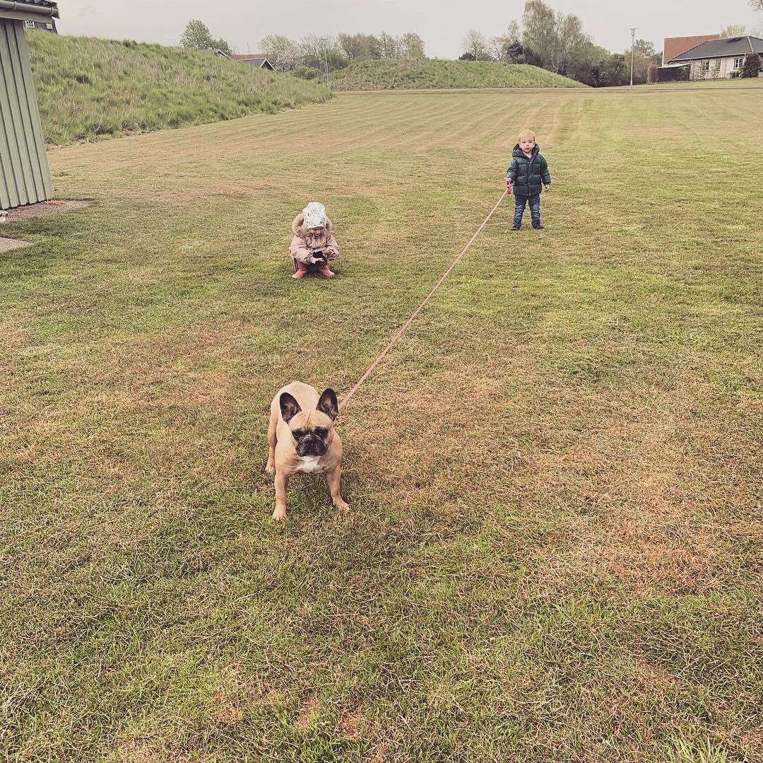 Fransk bulldog Adelé billede 8