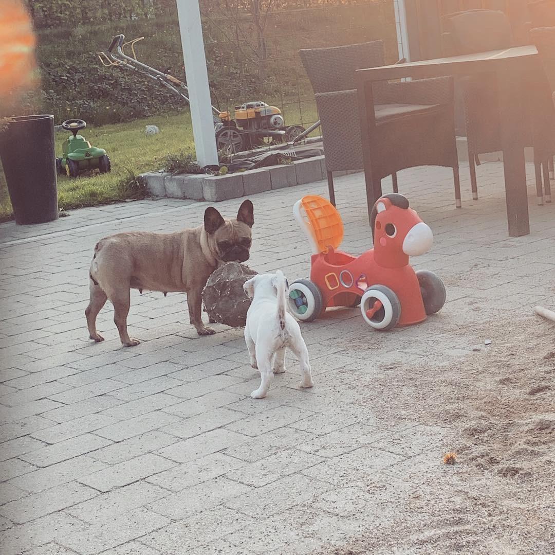 Fransk bulldog Adelé billede 7