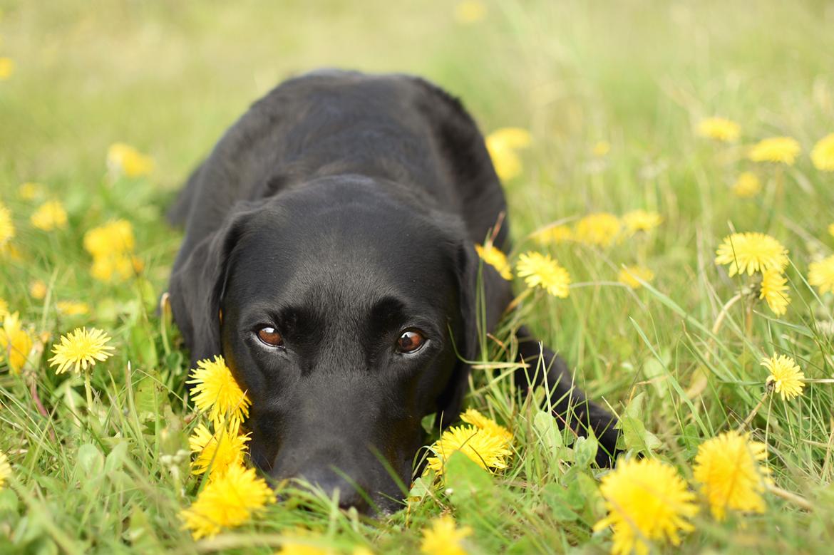 Labrador retriever Junior billede 4