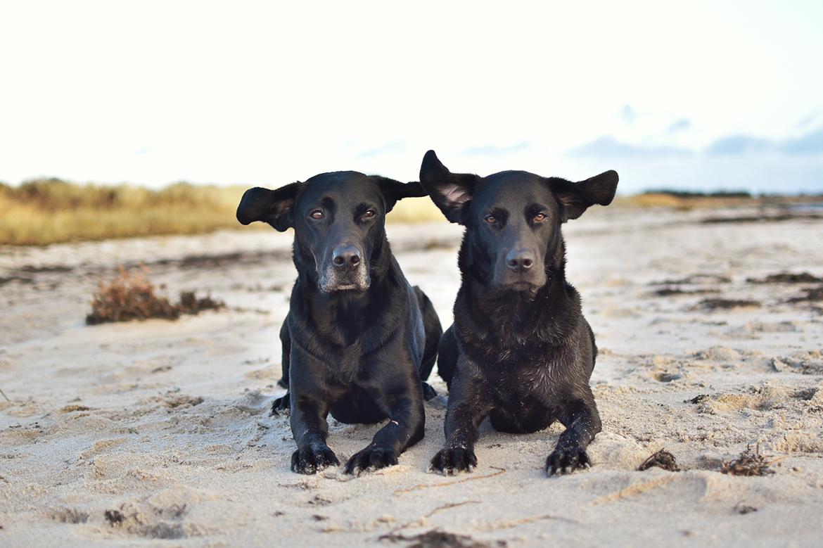 Labrador retriever Junior billede 3
