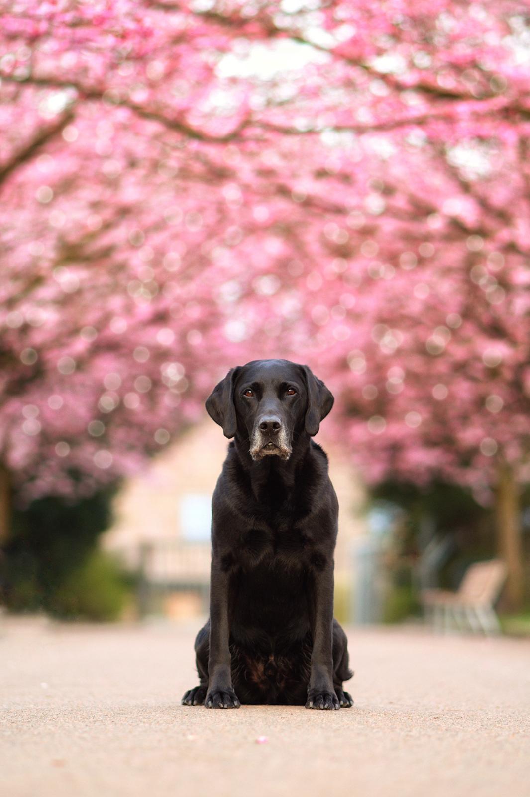 Labrador retriever Junior billede 6