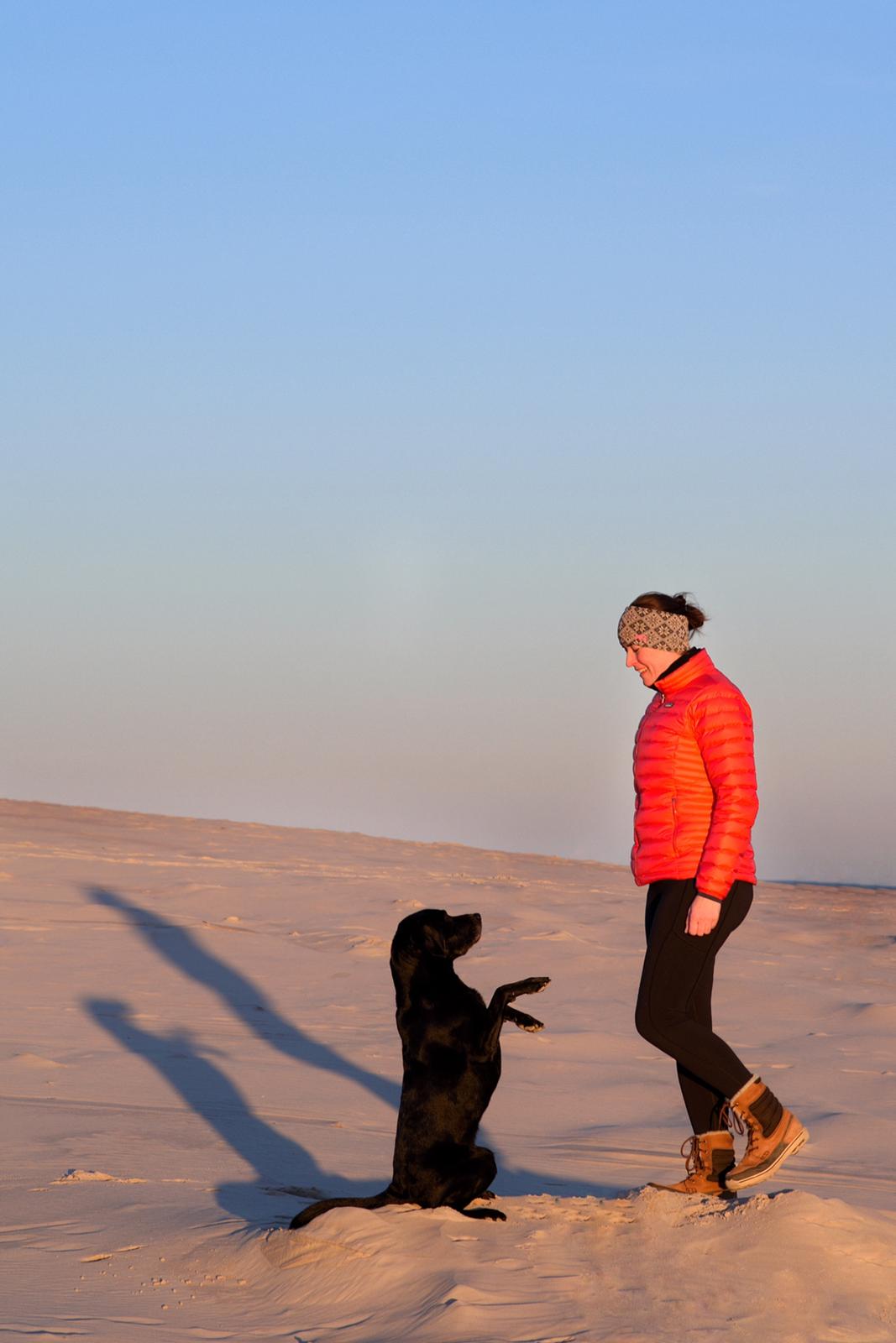 Labrador retriever Junior billede 7