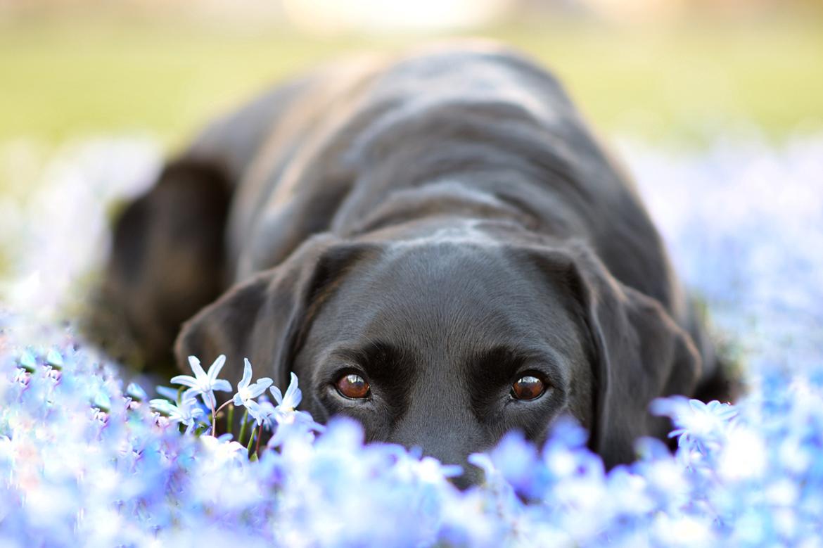 Labrador retriever Junior billede 8