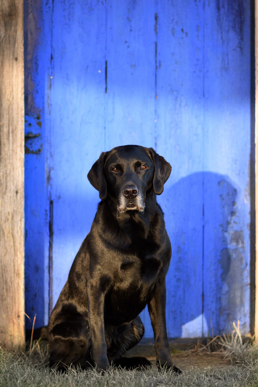 Labrador retriever Junior billede 5
