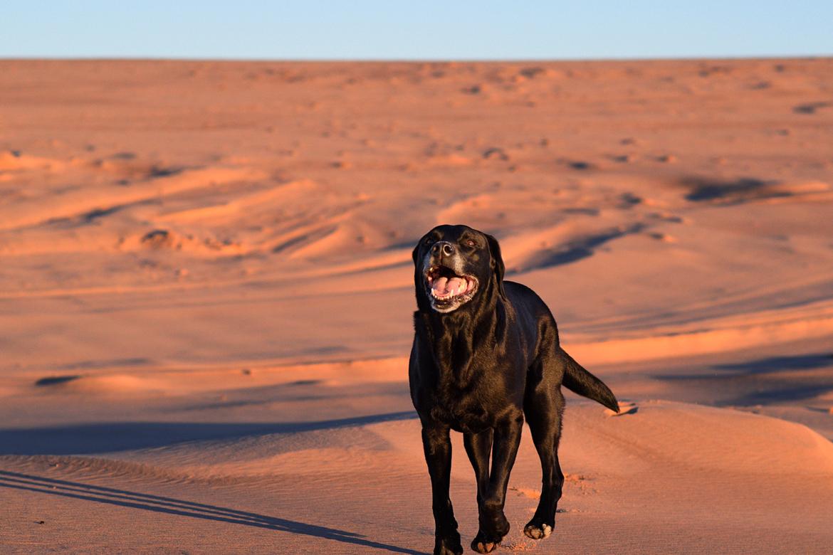 Labrador retriever Junior billede 9
