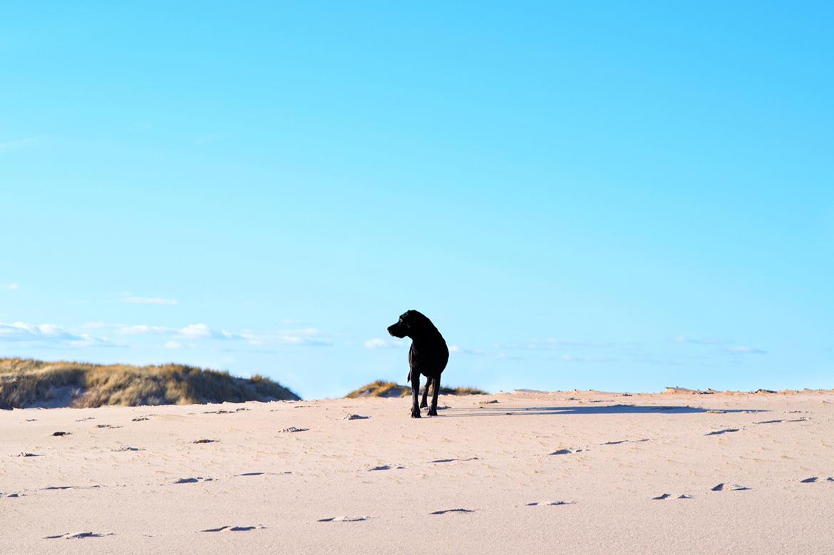 Labrador retriever Junior billede 10