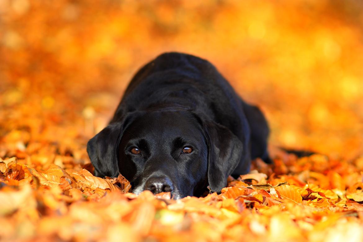 Labrador retriever Junior billede 12