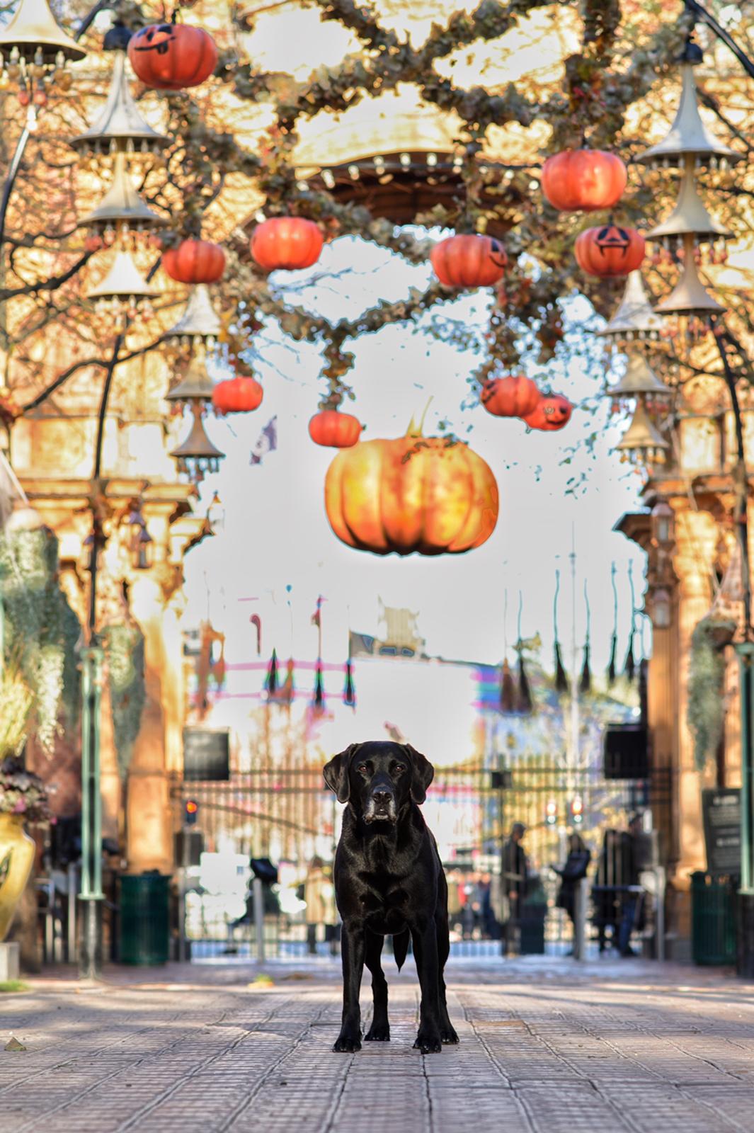 Labrador retriever Junior billede 13