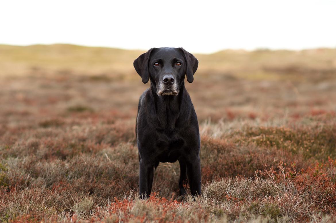 Labrador retriever Junior billede 11