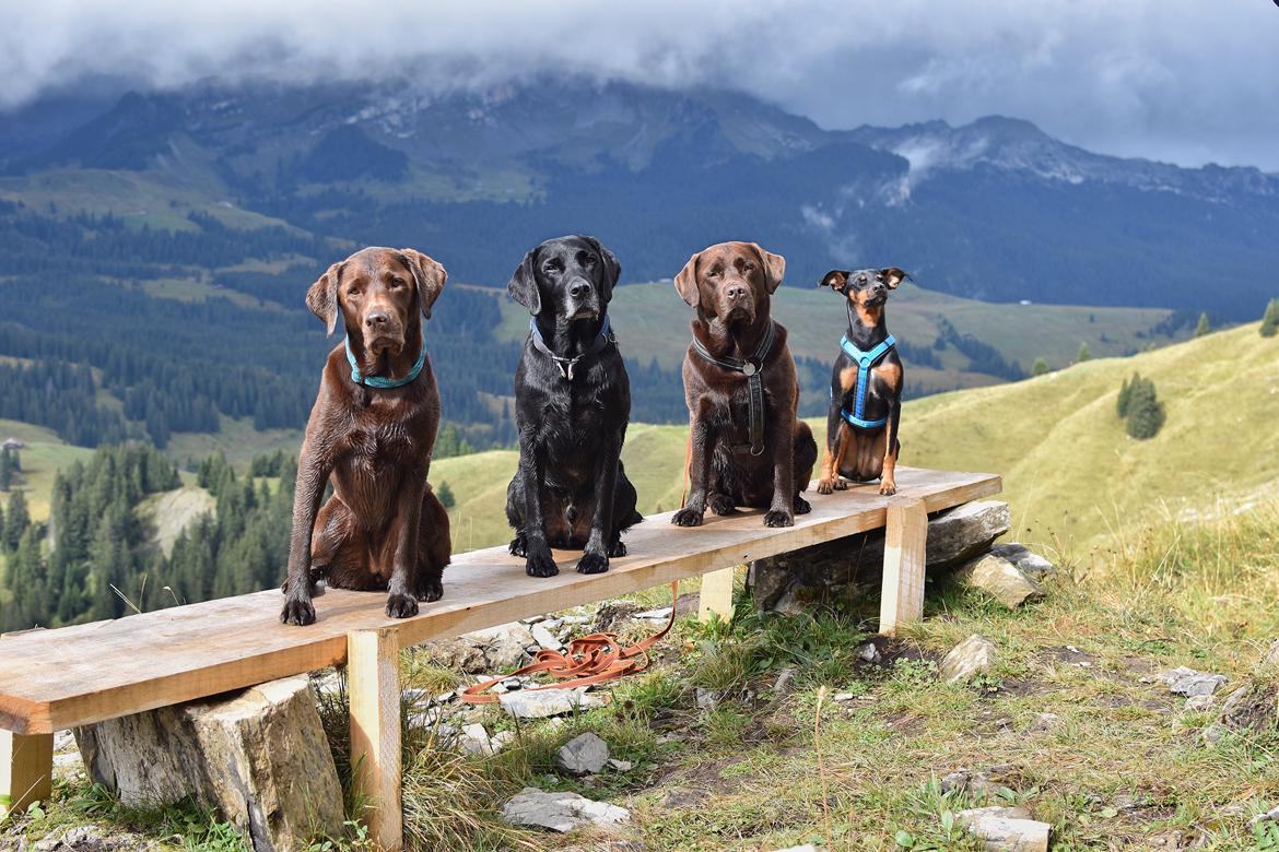 Labrador retriever Junior billede 1