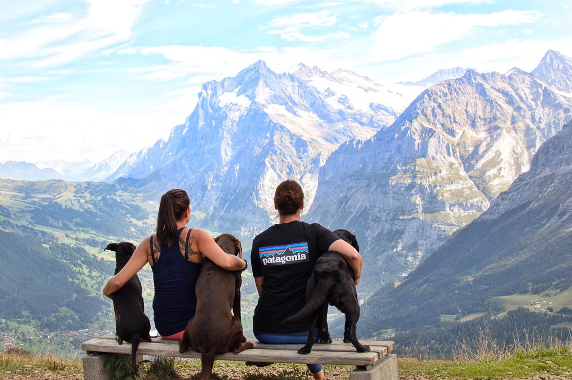 Labrador retriever Junior billede 14