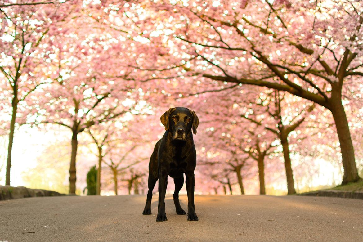 Labrador retriever Junior billede 15