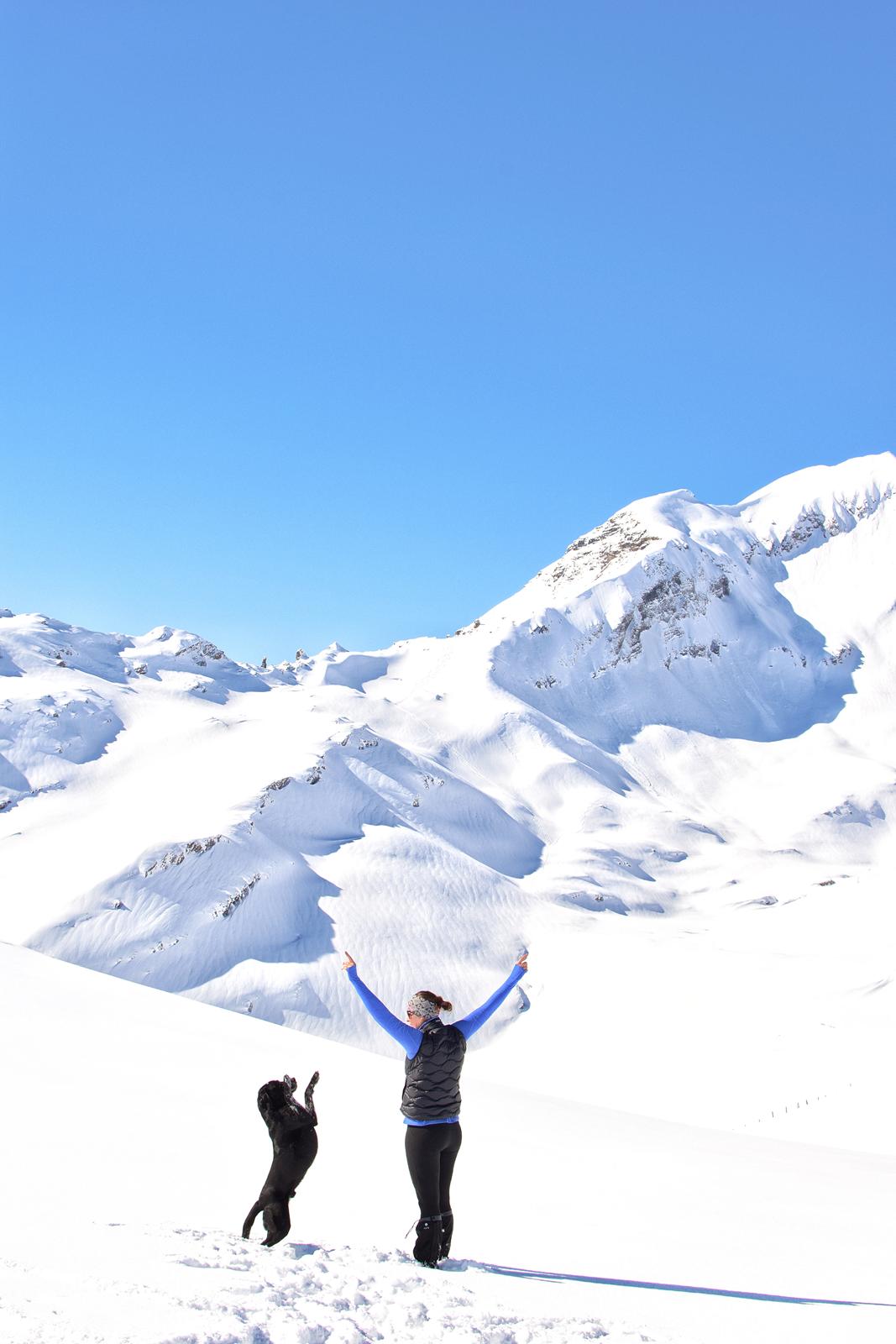 Labrador retriever Junior billede 16