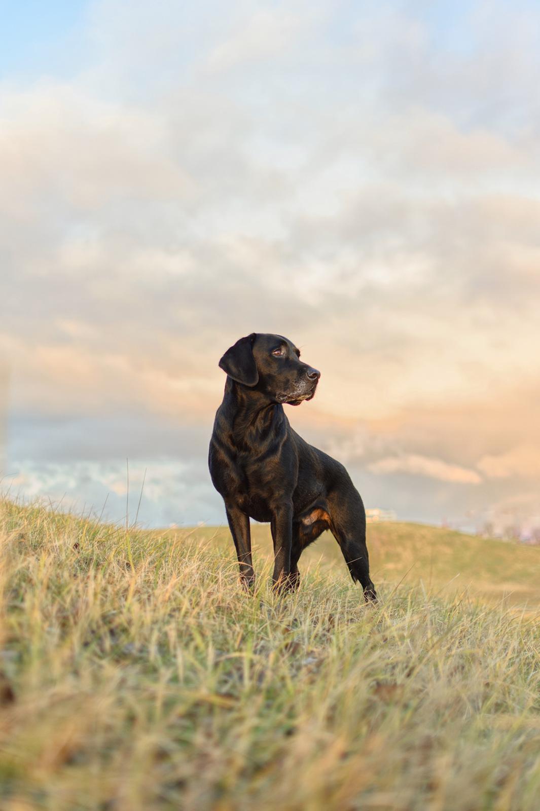 Labrador retriever Junior billede 18