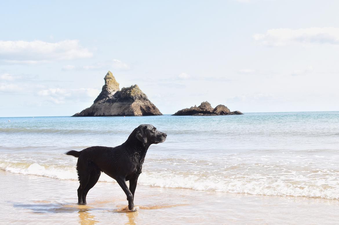 Labrador retriever Junior billede 19