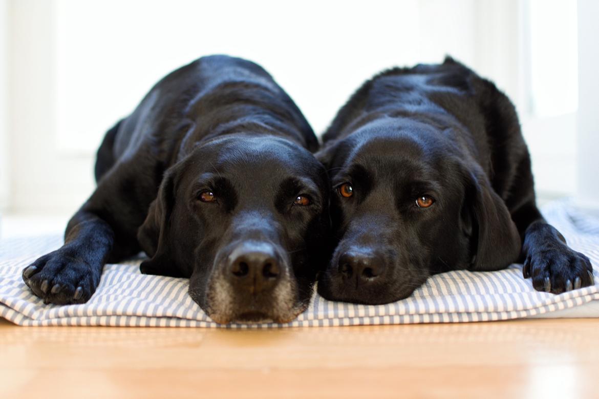 Labrador retriever Junior billede 17