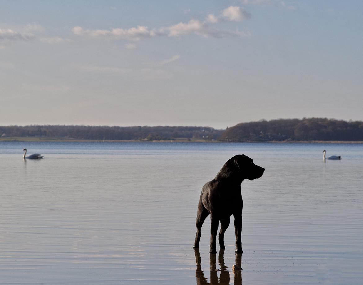 Labrador retriever Junior billede 22