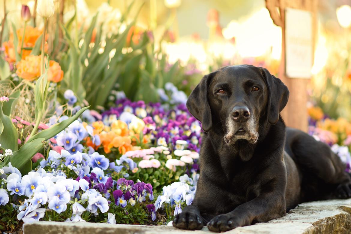 Labrador retriever Junior billede 20