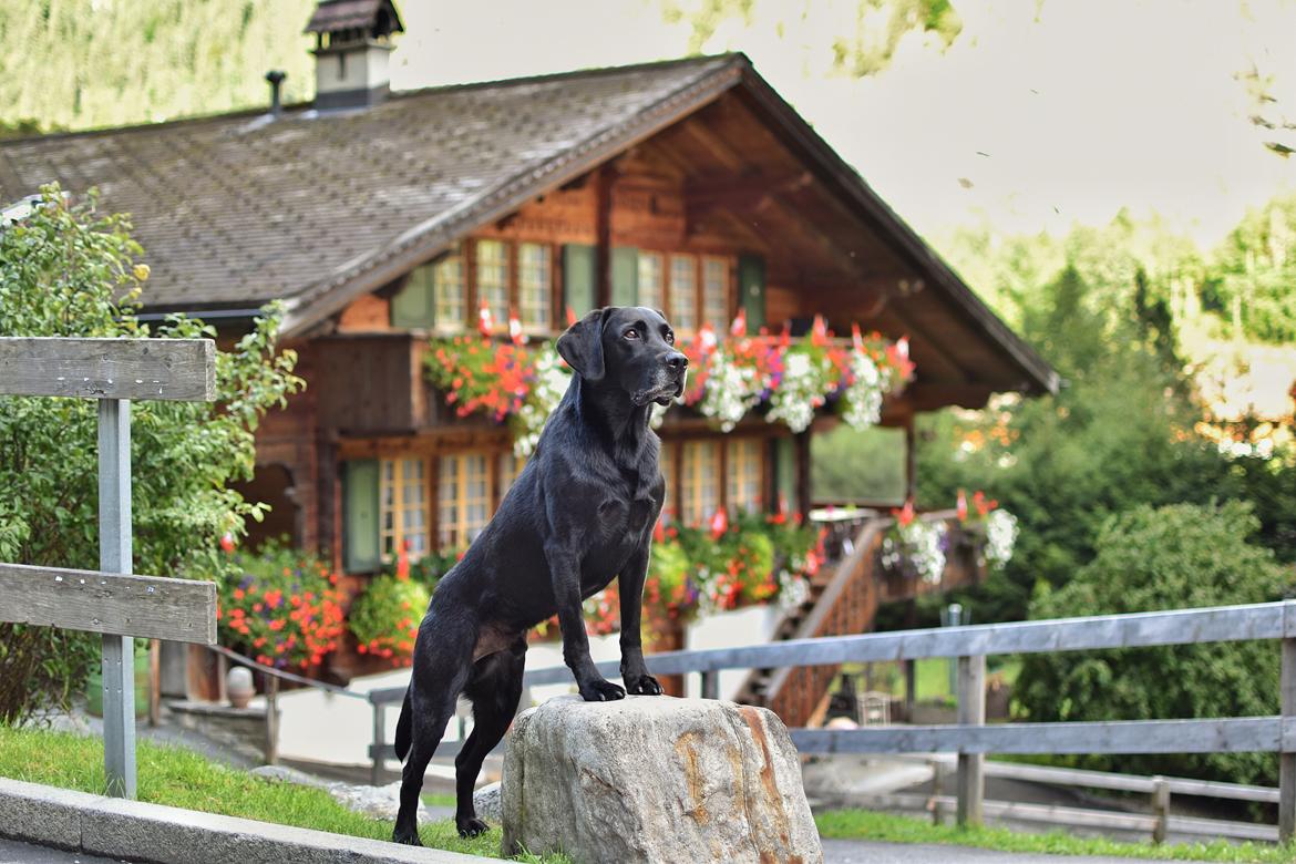 Labrador retriever Junior billede 23