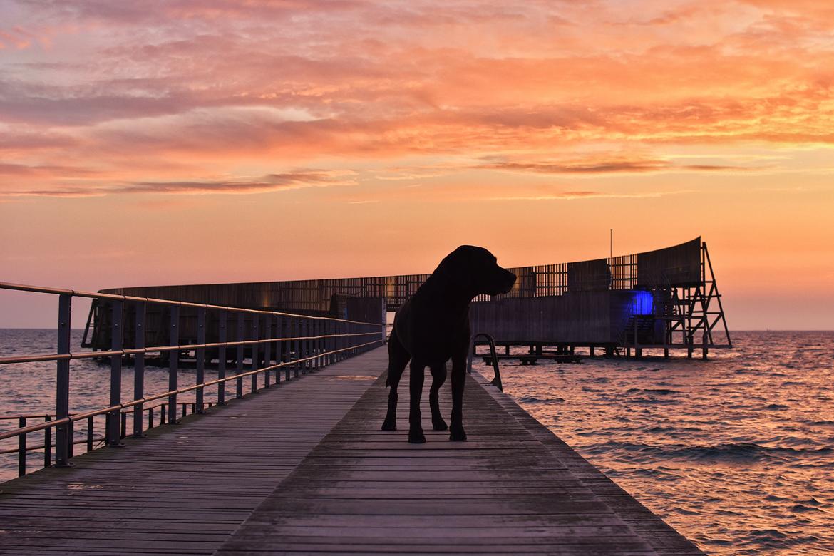 Labrador retriever Junior billede 21