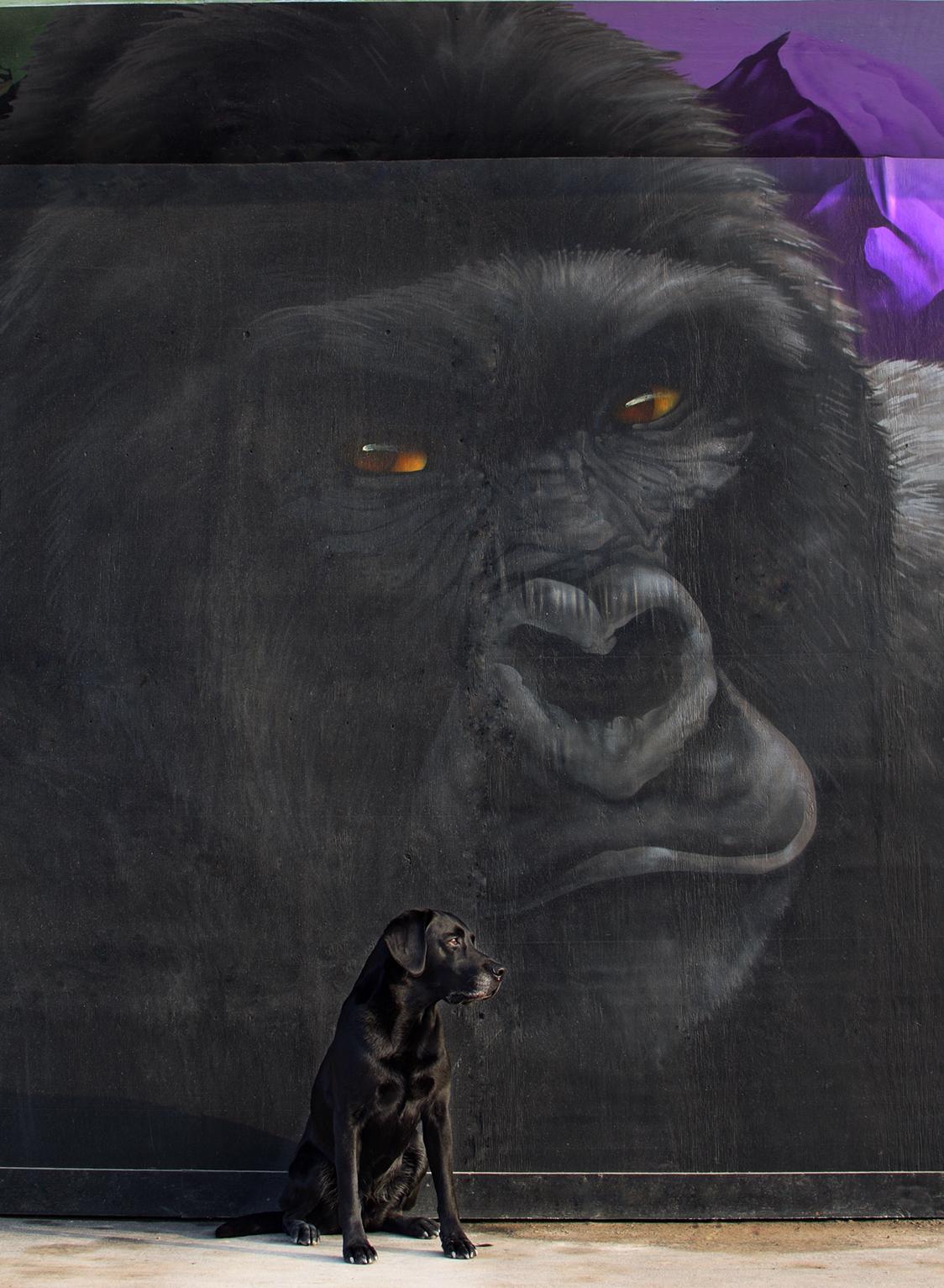 Labrador retriever Junior billede 26