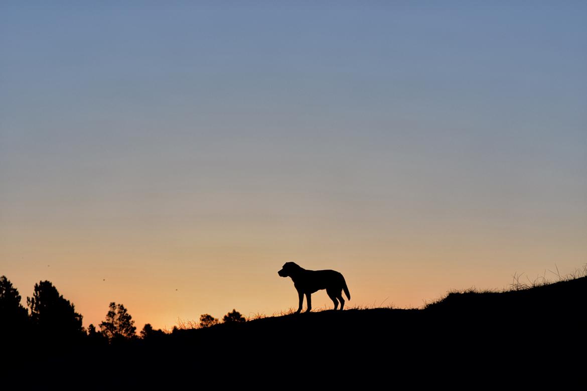 Labrador retriever Junior billede 24