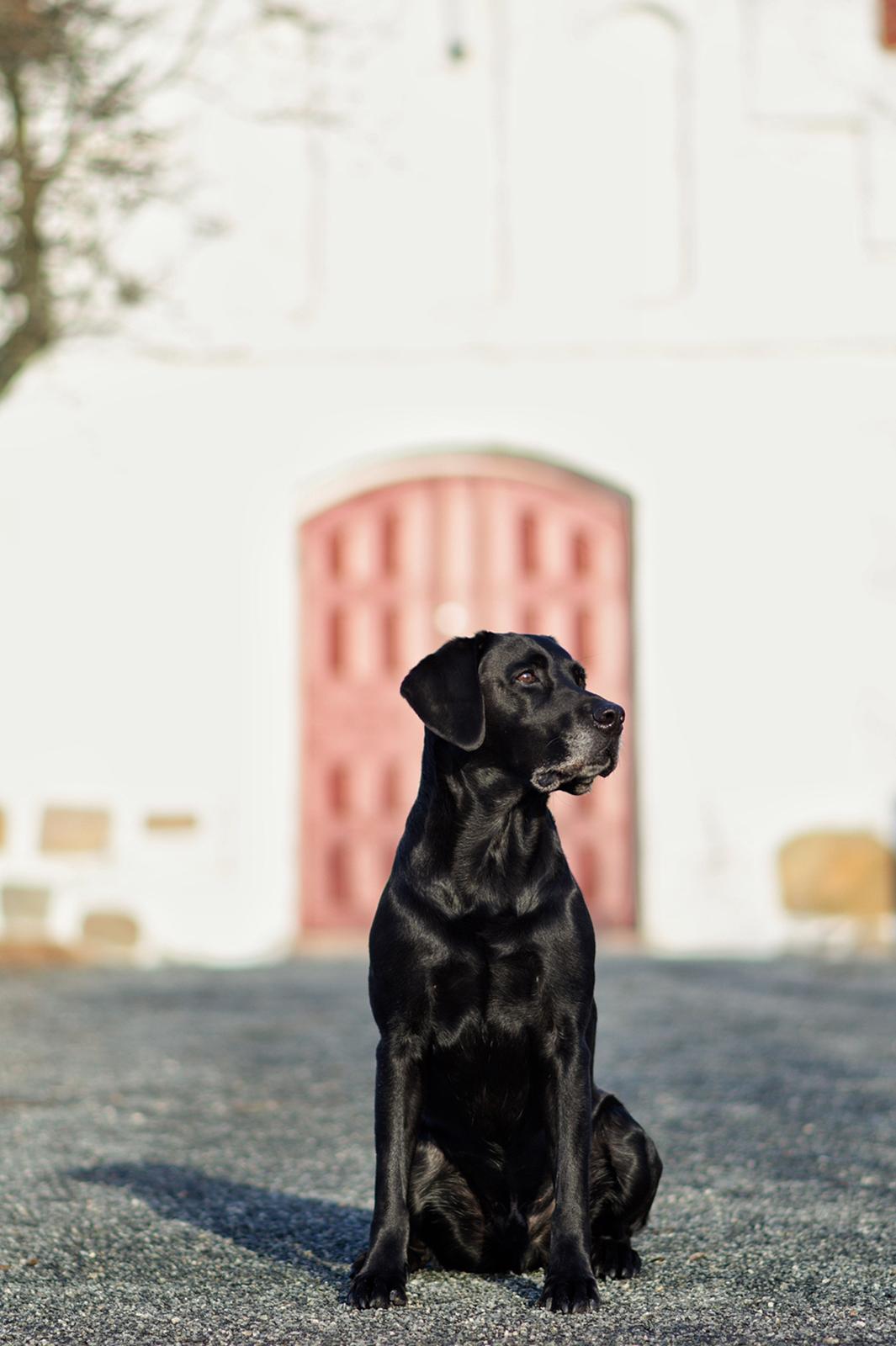 Labrador retriever Junior billede 27