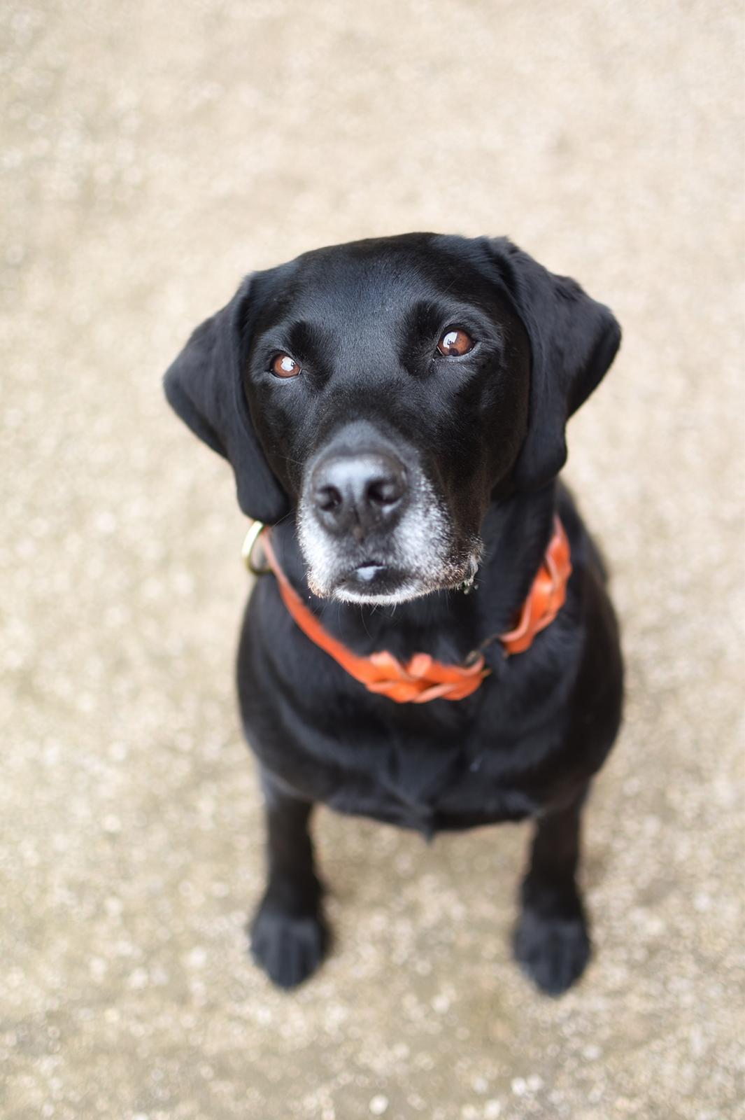 Labrador retriever Junior billede 29