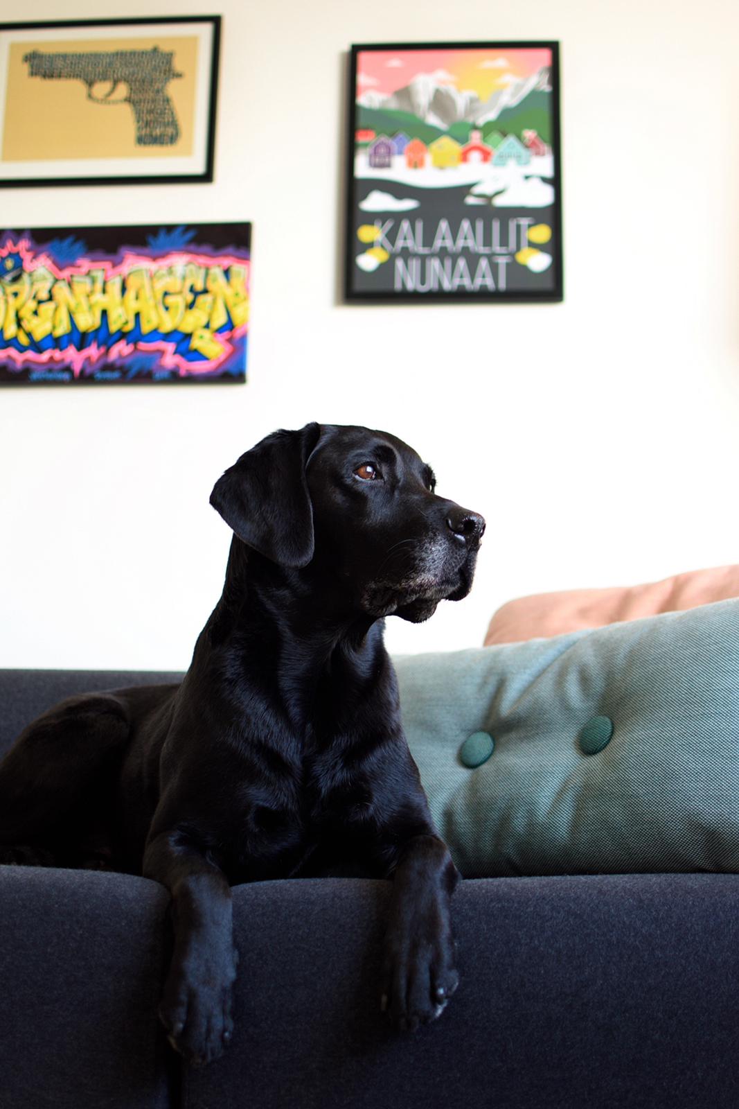 Labrador retriever Junior billede 33