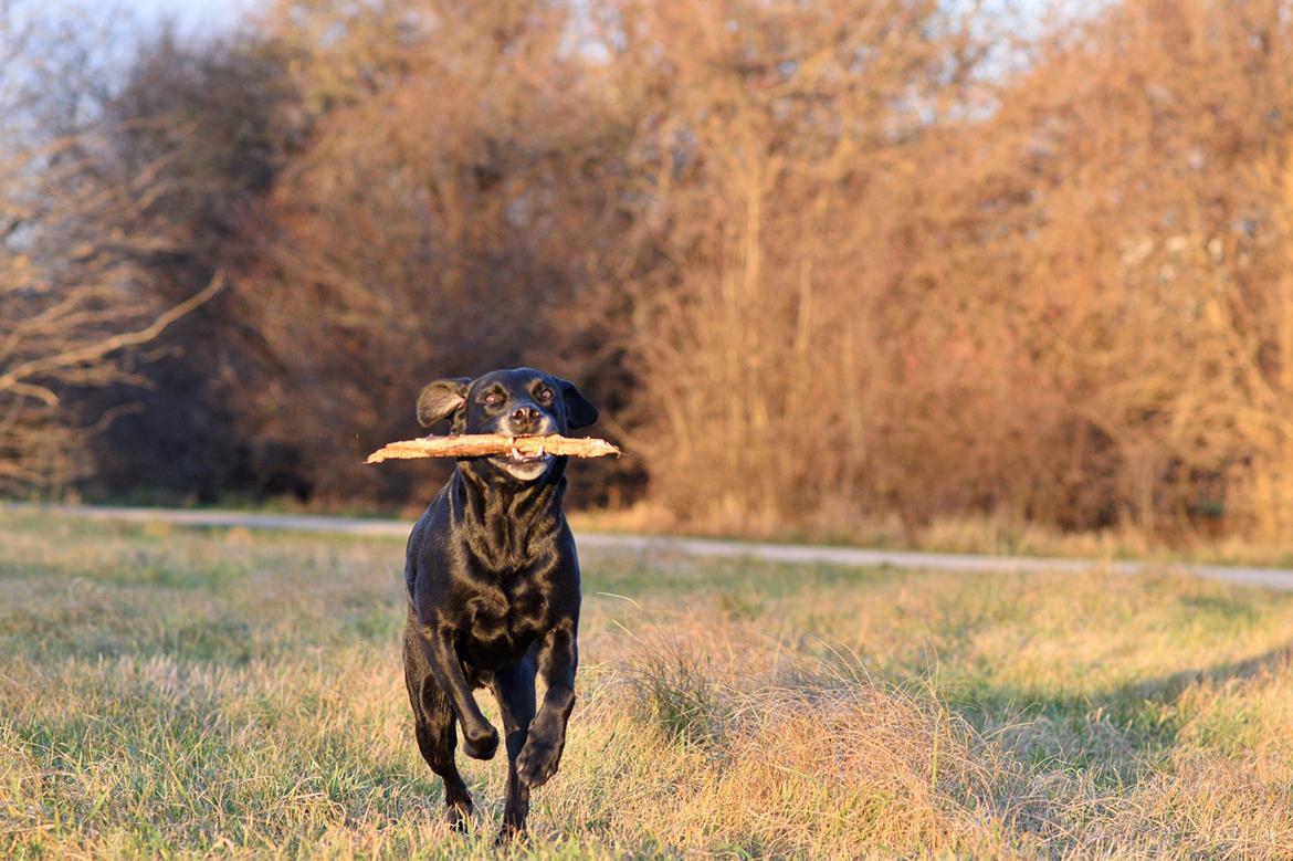 Labrador retriever Junior billede 34