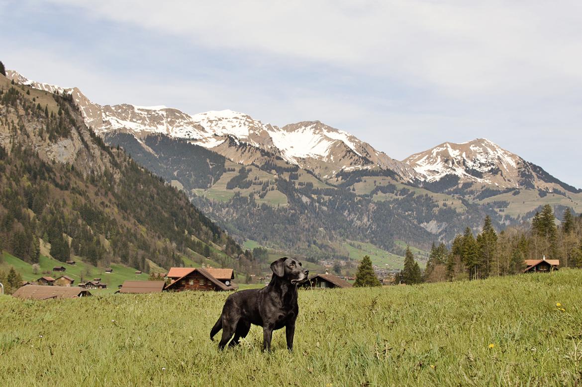 Labrador retriever Junior billede 31