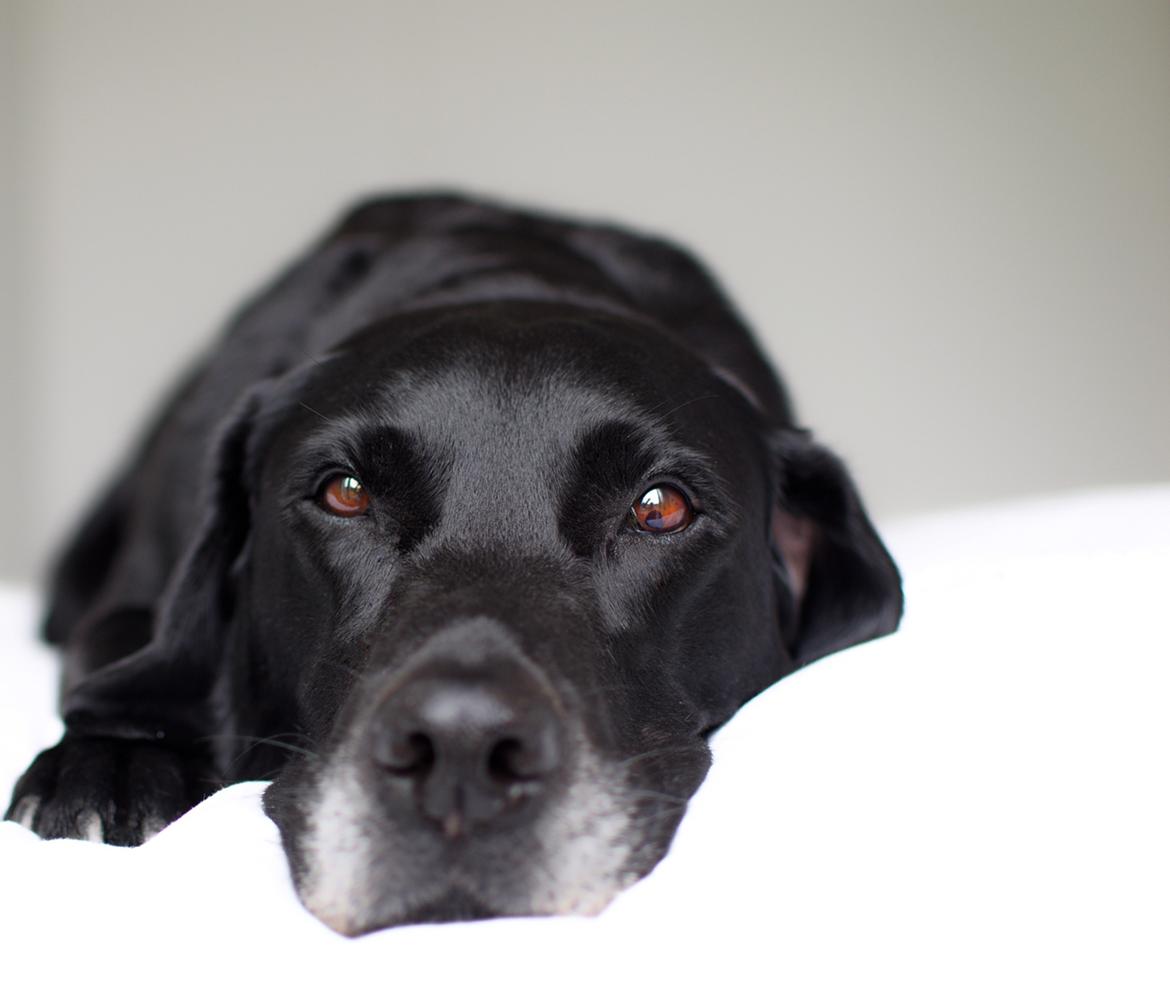 Labrador retriever Junior billede 37