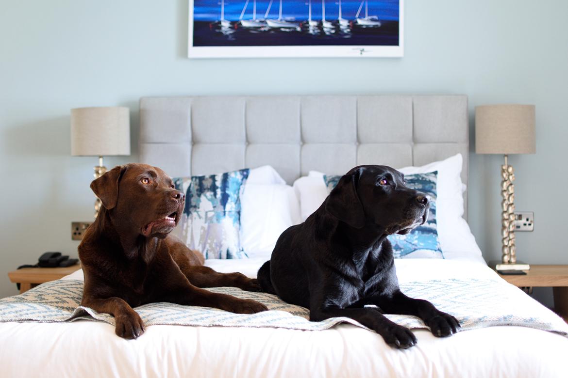 Labrador retriever Junior billede 41